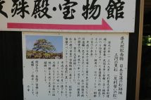 三河の黒松（足利誓いの松）